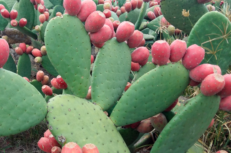 Chumbo Rojo Pelón