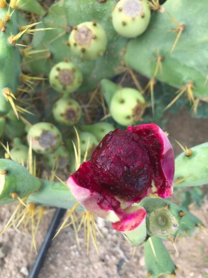 Opuntia Dilleni