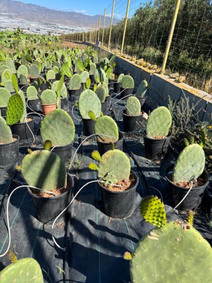 Plantas de Chumbo - Varios tamaños