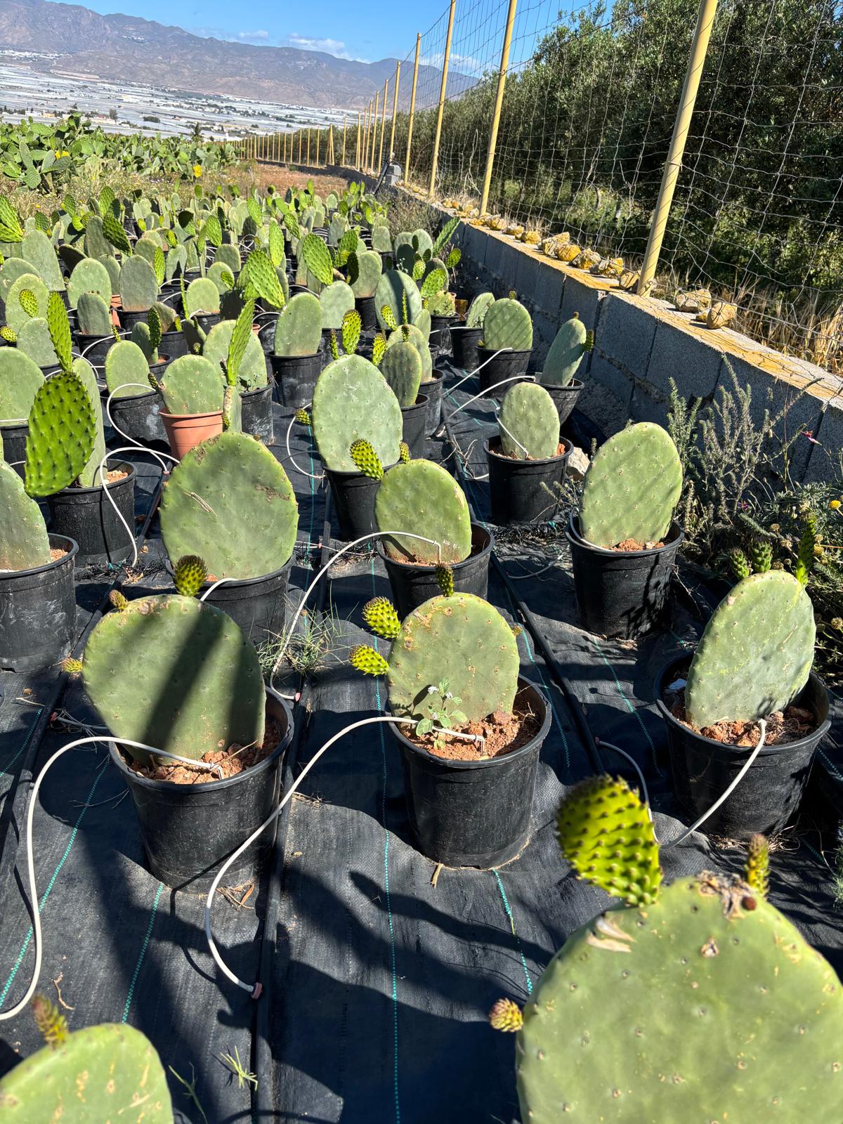 Plantas de Chumbo – Varios tamaños